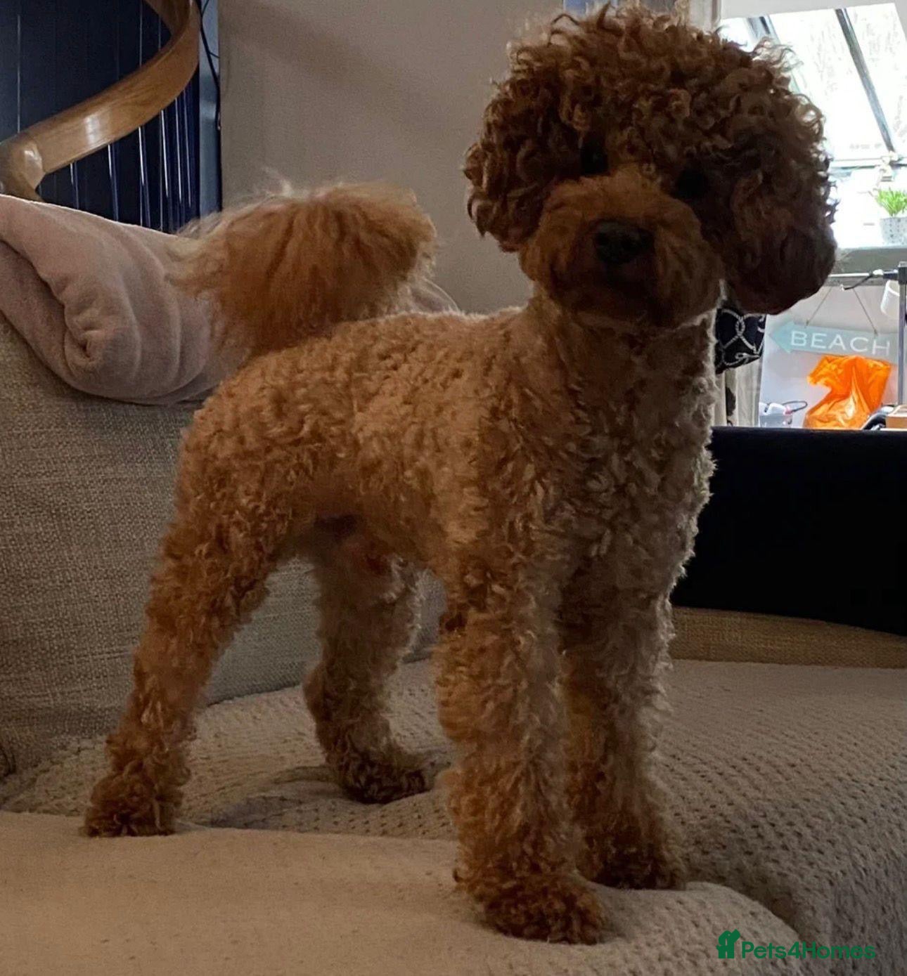 Toy Poodle dogs Loving home wanted for My Beautiful Toy Poodle💖 - Advert 14