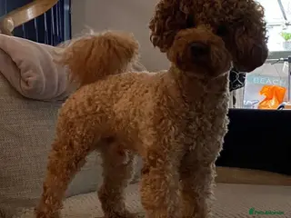 Toy Poodle dogs Loving home wanted for My Beautiful Toy Poodle💖 - Advert 2