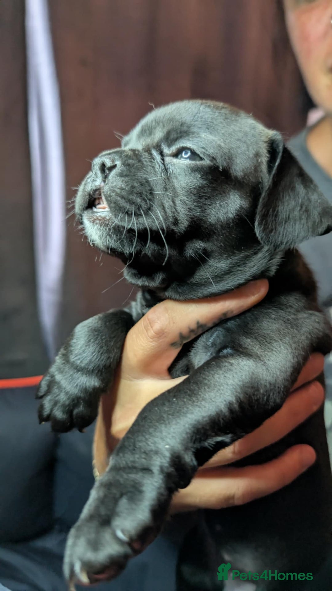 Mixed Breed dogs for sale: Frenchie x pups  - Image 13