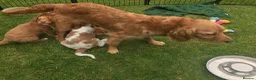 Mixed Breed dogs for sale: Comfort Retriever 5* breeder  in Whitchurch - Advert 2