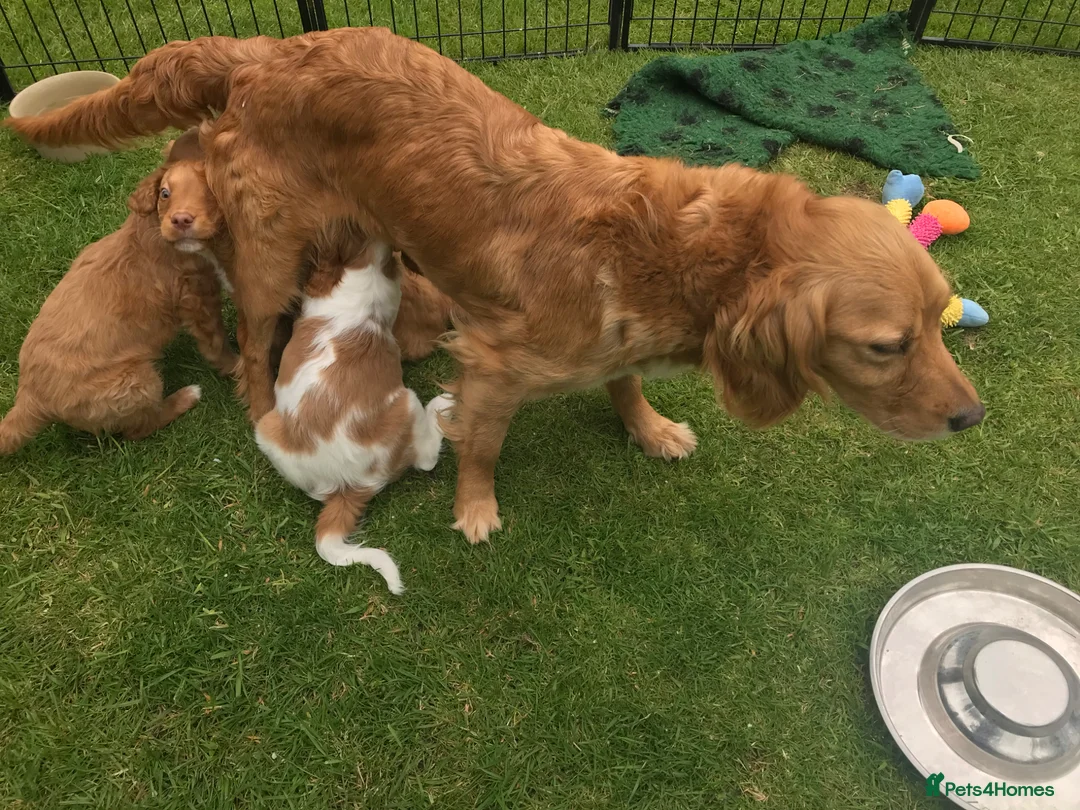 Mixed Breed dogs for sale: Comfort Retriever 5* breeder  in Whitchurch - Advert 2