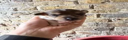 Jack Russell dogs for sale: Jack Russell puppies in Sheerness - Advert 11