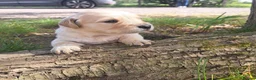 Golden Retriever dogs for sale: KC Registered Golden Retrievers- DNA Health Tested - Advert 18