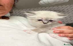 Ragdoll cats for sale: Ragdoll kittens  - Image 37