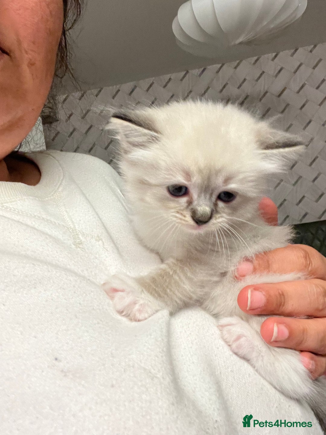 Ragdoll cats for sale: Ragdoll kittens  - Image 37