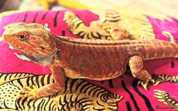 Bearded Dragon reptiles for sale: Baby bearded dragons 6 weeks old - Image 5