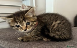 Mixed Breed cats for sale: Silver & brown British shorthair / bengal kittens  - Image 5