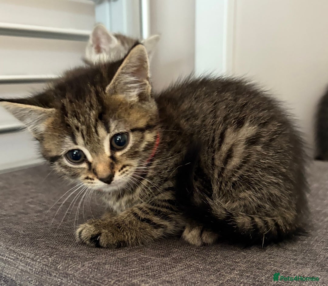 Mixed Breed cats for sale: Silver & brown British shorthair / bengal kittens  - Image 5