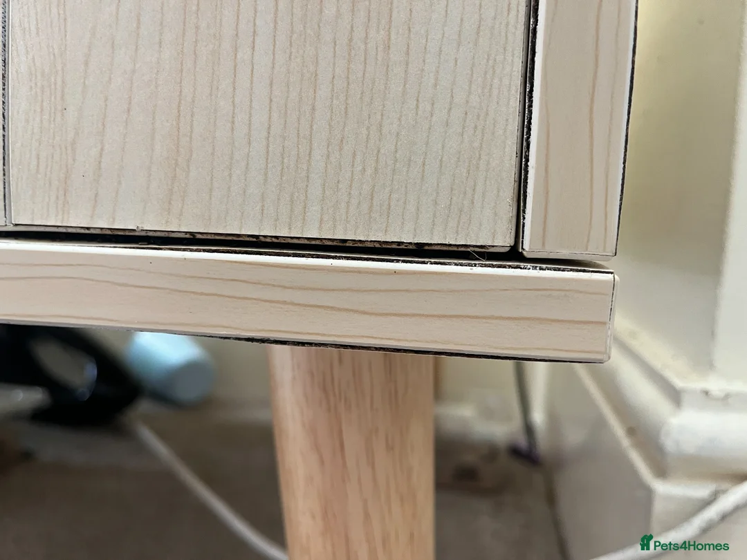 Frog reptiles for sale: Pacman Frog with Full Setup - £20 in London - Advert 2