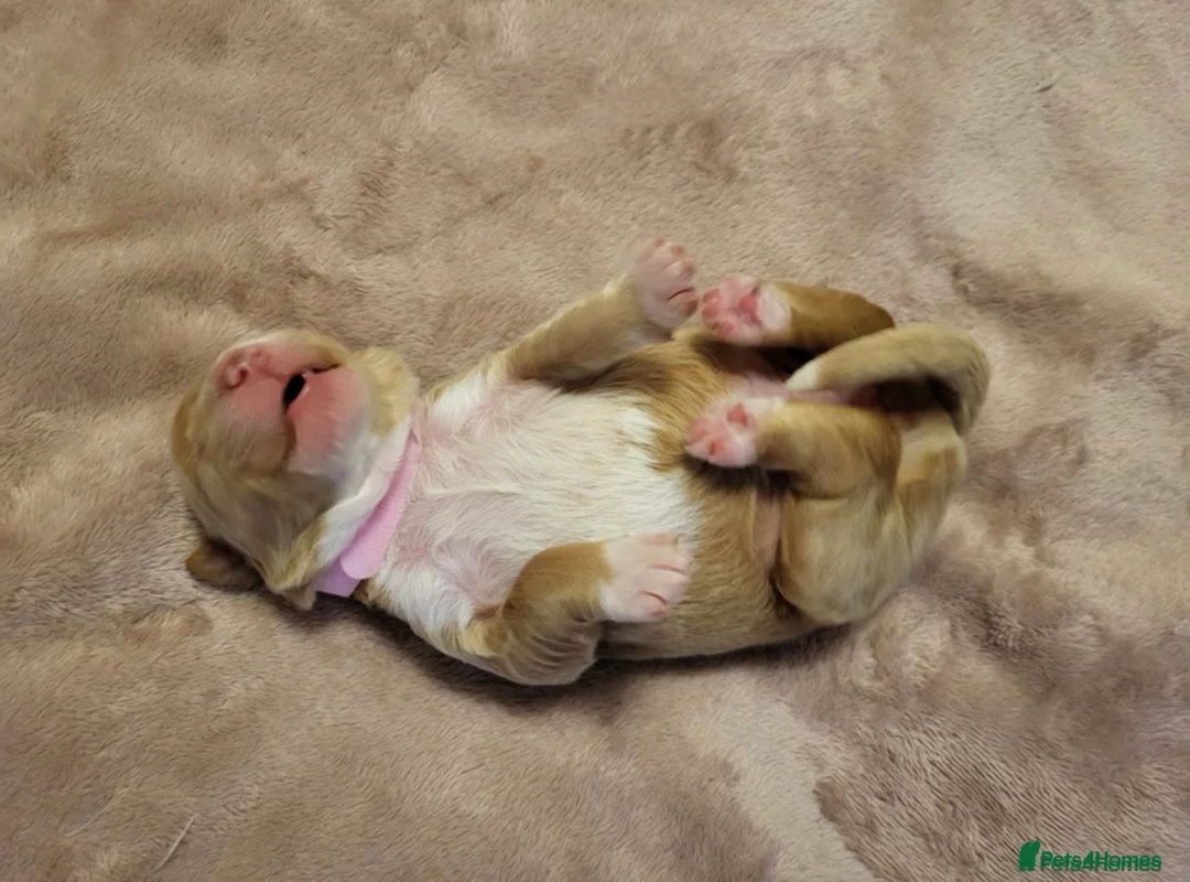 Goldendoodle dogs for stud: RARE TUXEDO PARTI Stud Lando Health tested ! - Advert 8