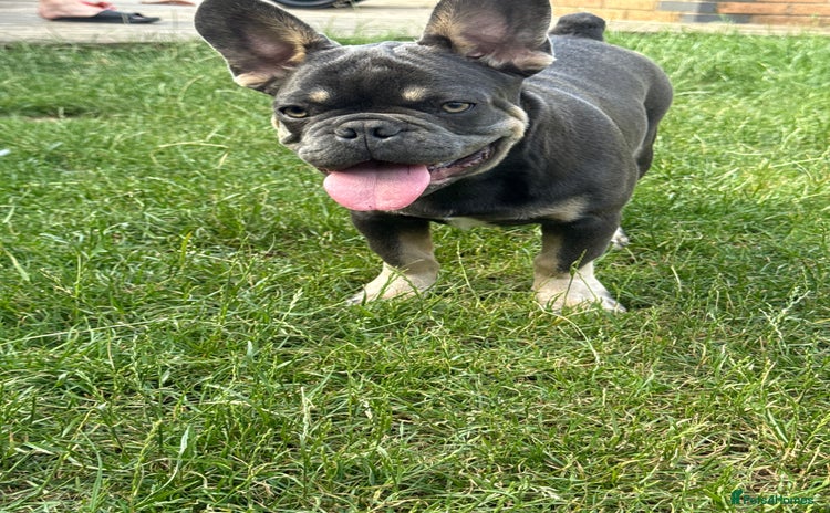 French Bulldog dogs - Advert 5