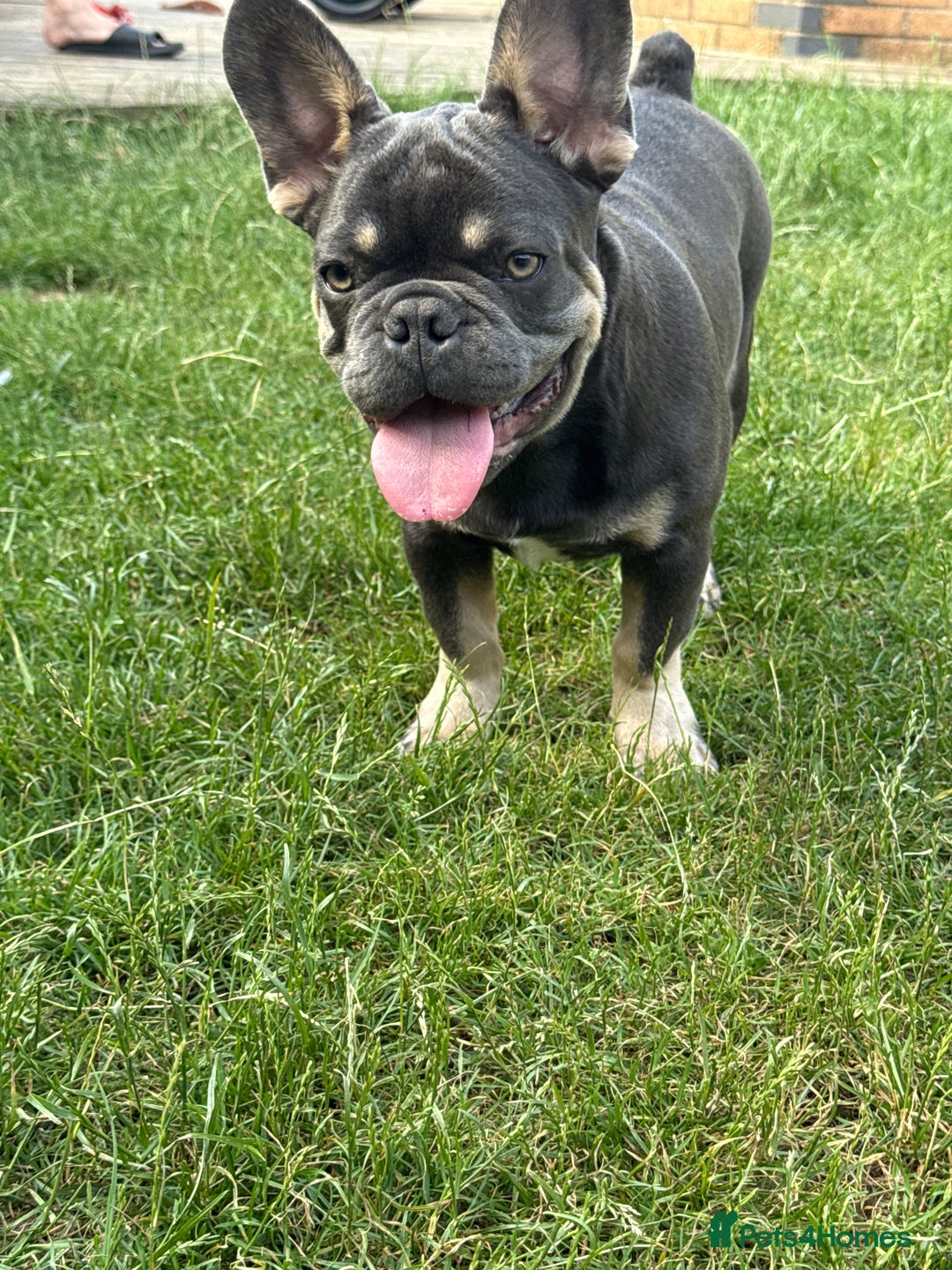 French Bulldog dogs for sale: French Bulldog male looking for his forever home  - Image 1
