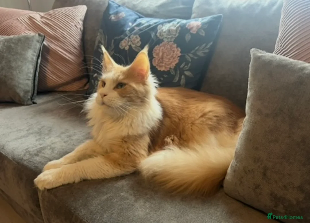 Maine Coon cats for sale: Maine coon kittens reds stunning pedigree’s  - Advert 22