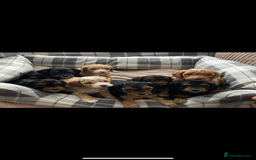 Cockapoo dogs for sale: F1b phantom/parti Cockapoos due Nov 25 - Image 3