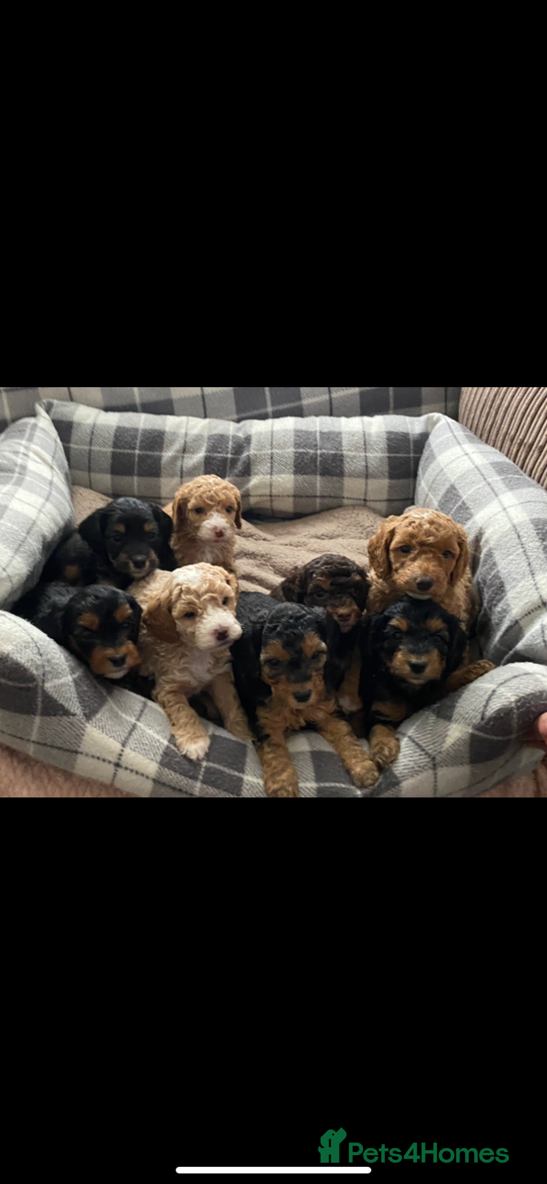 Cockapoo dogs for sale: F1b phantom/parti Cockapoos due Nov 25 - Image 3