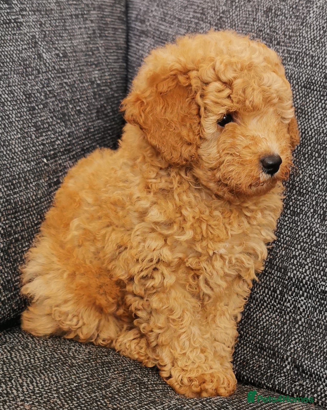 Toy Poodle dogs for sale: Outstanding quality KC Reg Toy poodle puppies  - Image 5