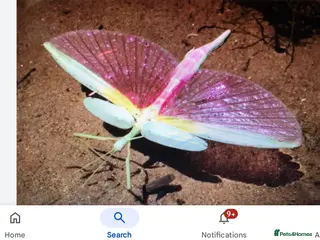 Stick Insects invertebrates Pink winged stick insect - Advert 3