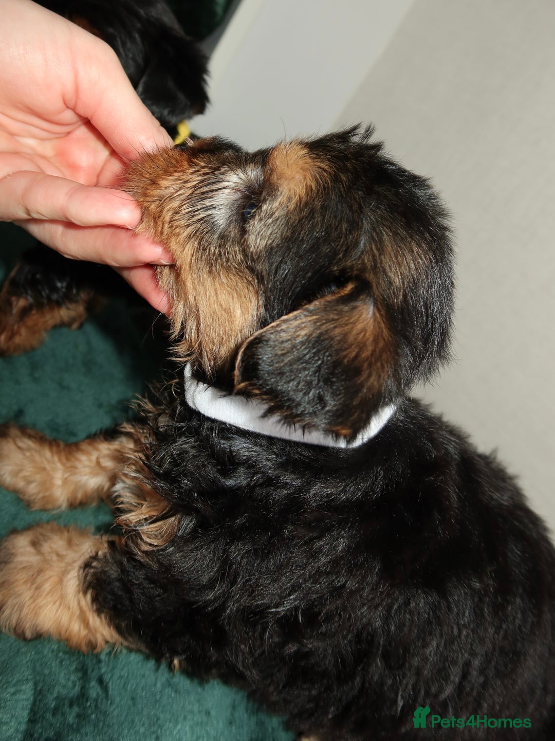 Yorkshire Terrier dogs for sale: Yorkshire terrier puppy’s 🐶  - Advert 7