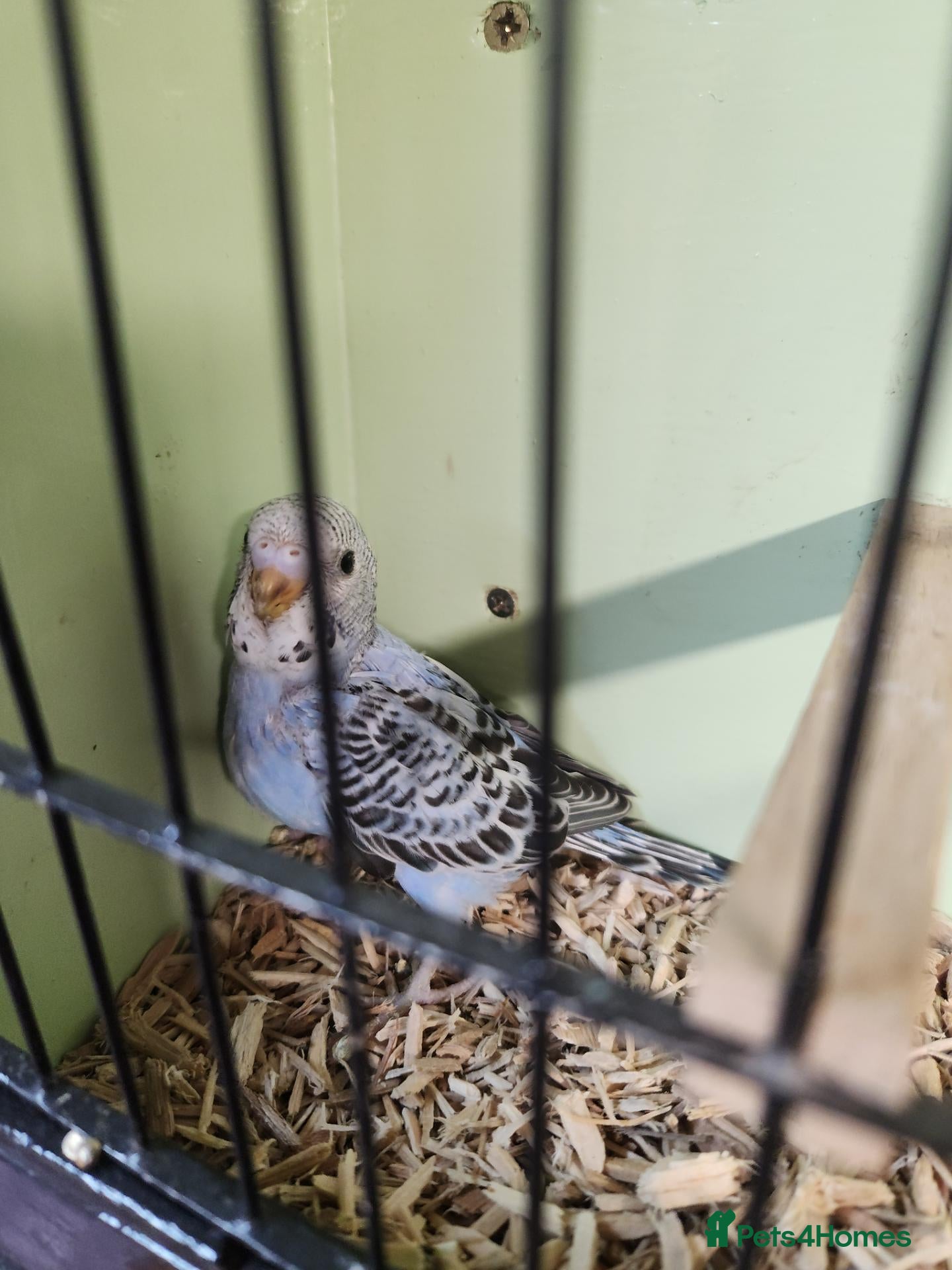 Budgerigars birds Budgies available now 🐦🐦‍⬛🦜🦚 - Advert 2