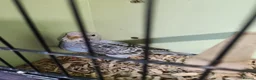 Budgerigars birds for sale: Budgies available now 🐦🐦‍⬛🦜🦚 - Advert 2
