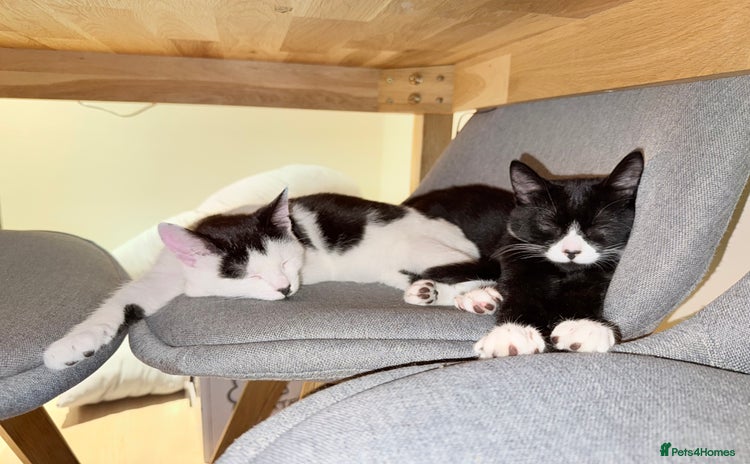 Mixed Breed cats - Advert 1