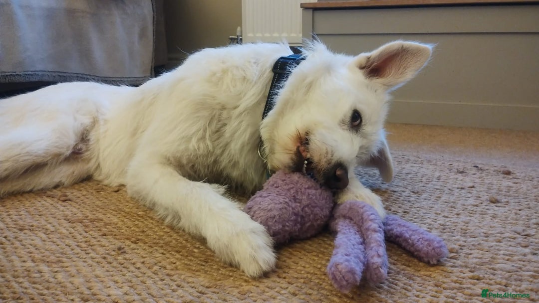 Mixed Breed dogs for adoption: HANDSOME HENRY  - Advert 6