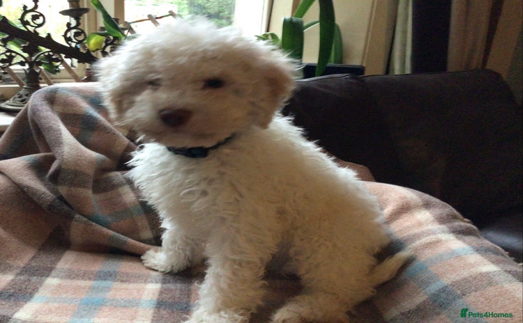 Lagotto Romagnolo dogs - Advert 1