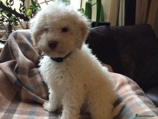 Lagotto Romagnolo dogs - Advert 7