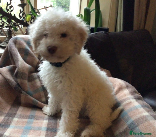 Lagotto Romagnolo dogs - Advert 6