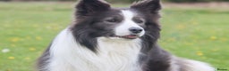 Border Collie dogs for stud: *PROVEN* Blue and White Border Collie Stud in Stoke-on-Trent - Advert 2