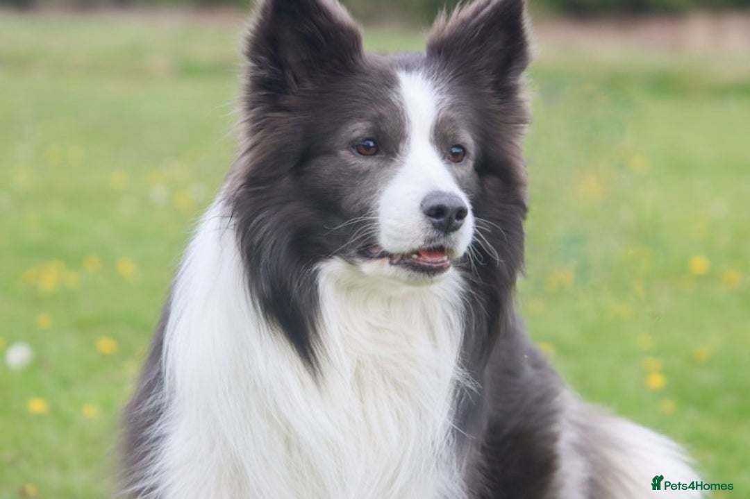 Border Collie dogs for stud: *PROVEN* Blue and White Border Collie Stud in Stoke-on-Trent - Image 2