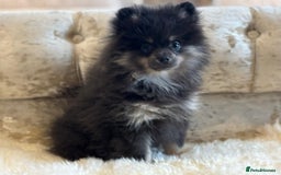 Pomeranian dogs for sale: Kc teddy bear pom babies  - Image 19