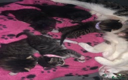 Mixed Breed cats for sale: beautiful kittens  - Image 11