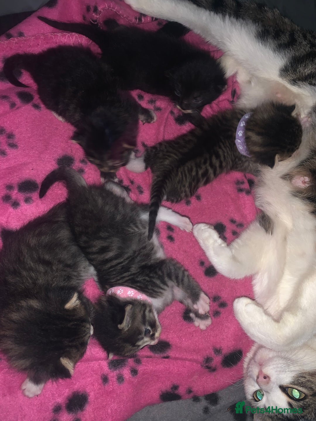 Mixed Breed cats for sale: beautiful kittens  - Image 11