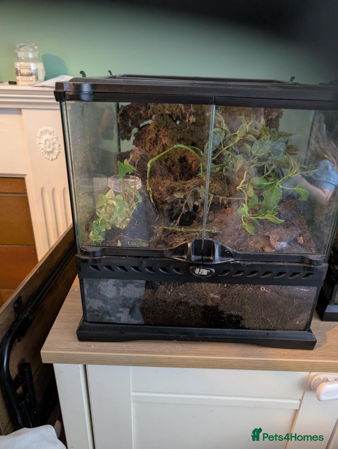 Tarantulas invertebrates for sale: Tarantulas for sale in Preston - Image 3