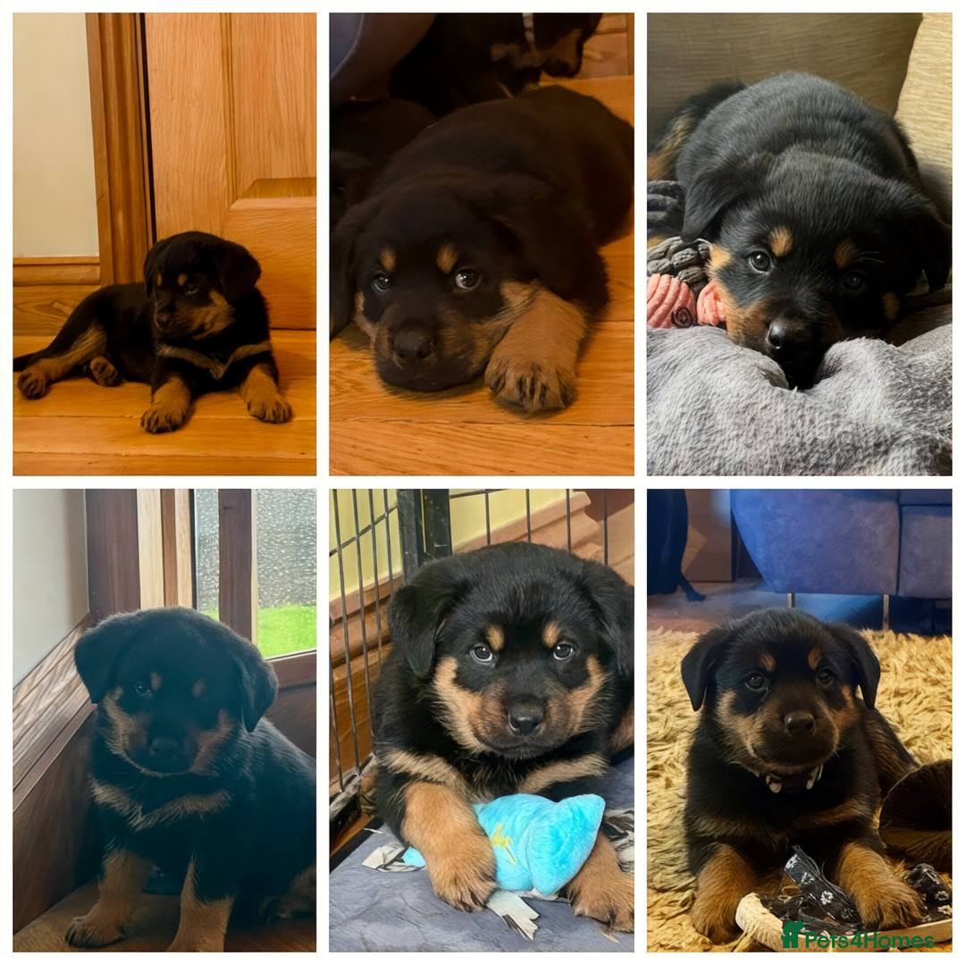 Rottweiler dogs for sale: Stunning chunky big boned Rottweiler puppies - Advert 3