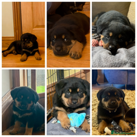 Rottweiler dogs Stunning chunky big boned Rottweiler puppies - Advert 4