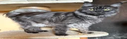 Maine Coon cats for sale: Stunning kittens  - Advert 5