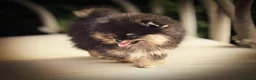 Pomeranian dogs for sale: Xclusive KC register pomeranian puppies - Advert 2