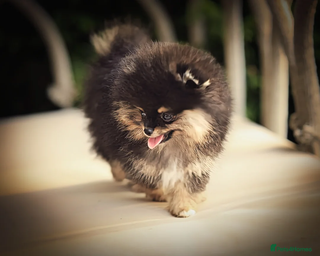 Pomeranian dogs for sale: Xclusive KC register pomeranian puppies - Advert 2