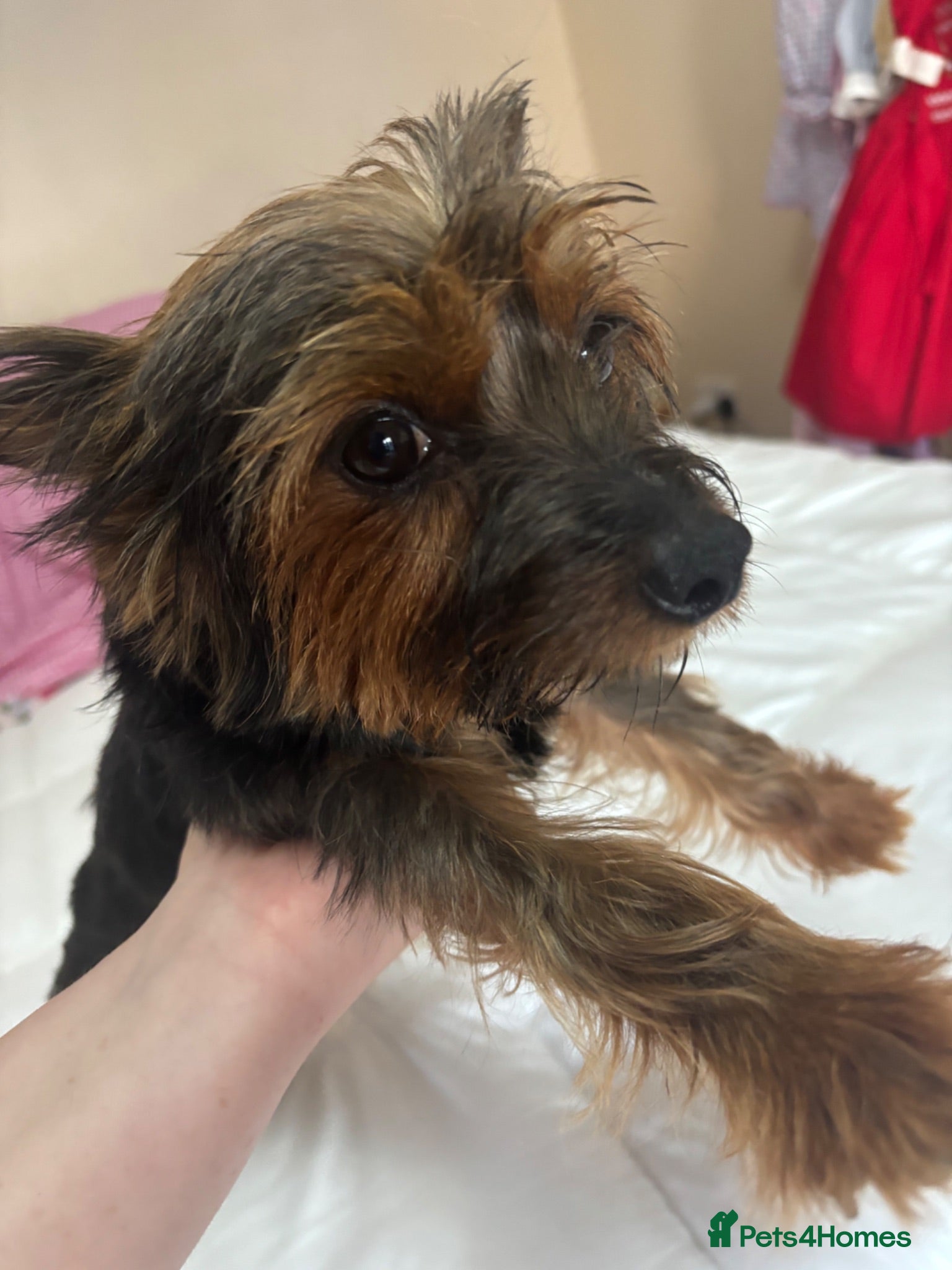 Yorkiepoo dogs Asian toy poodle puppy’s  - Advert 11