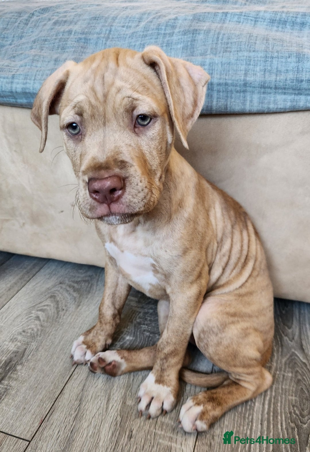 Mixed Breed dogs for sale: Bully Mix pups ‼️Reduced‼️ in Dagenham - Image 5