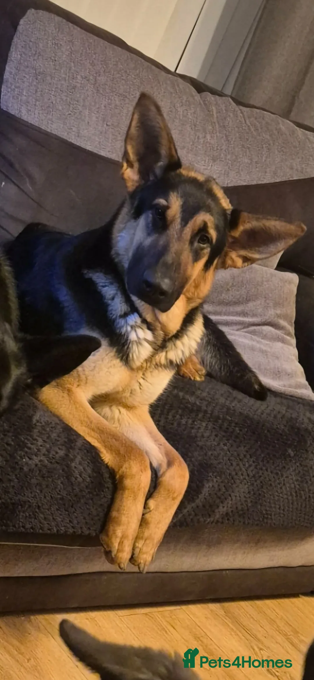 Mixed Breed dogs for sale: German Shepherd x Labrador - Advert 2