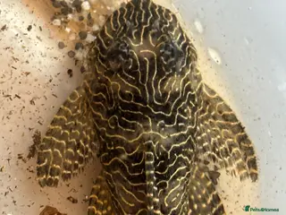 Plecos fish Queen Arabesque Plecos. - Advert 7