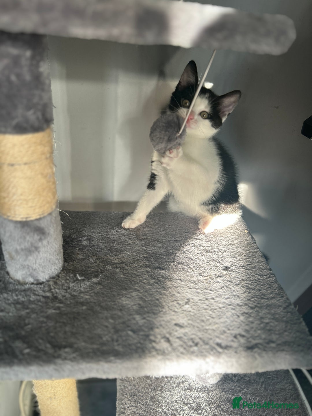 Mixed Breed cats for sale: Female kitten (Mabel) - Image 3