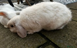 English Lop rabbits for sale: Two rabbits - Image 4