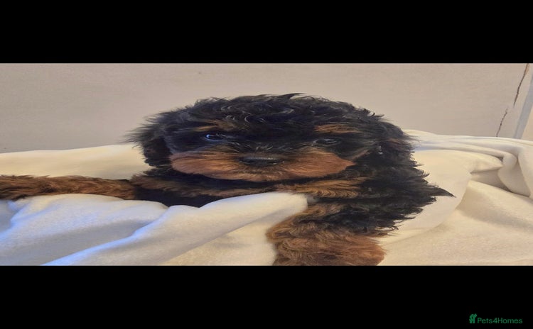 Cavapoo dogs - Advert 16