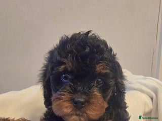 Cavapoo dogs - Advert 21