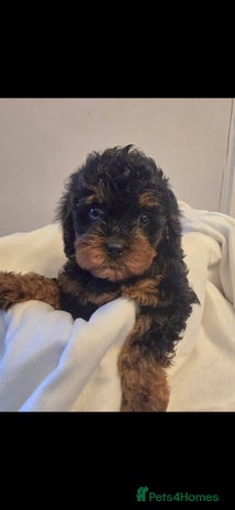 Cavapoo dogs - Advert 16