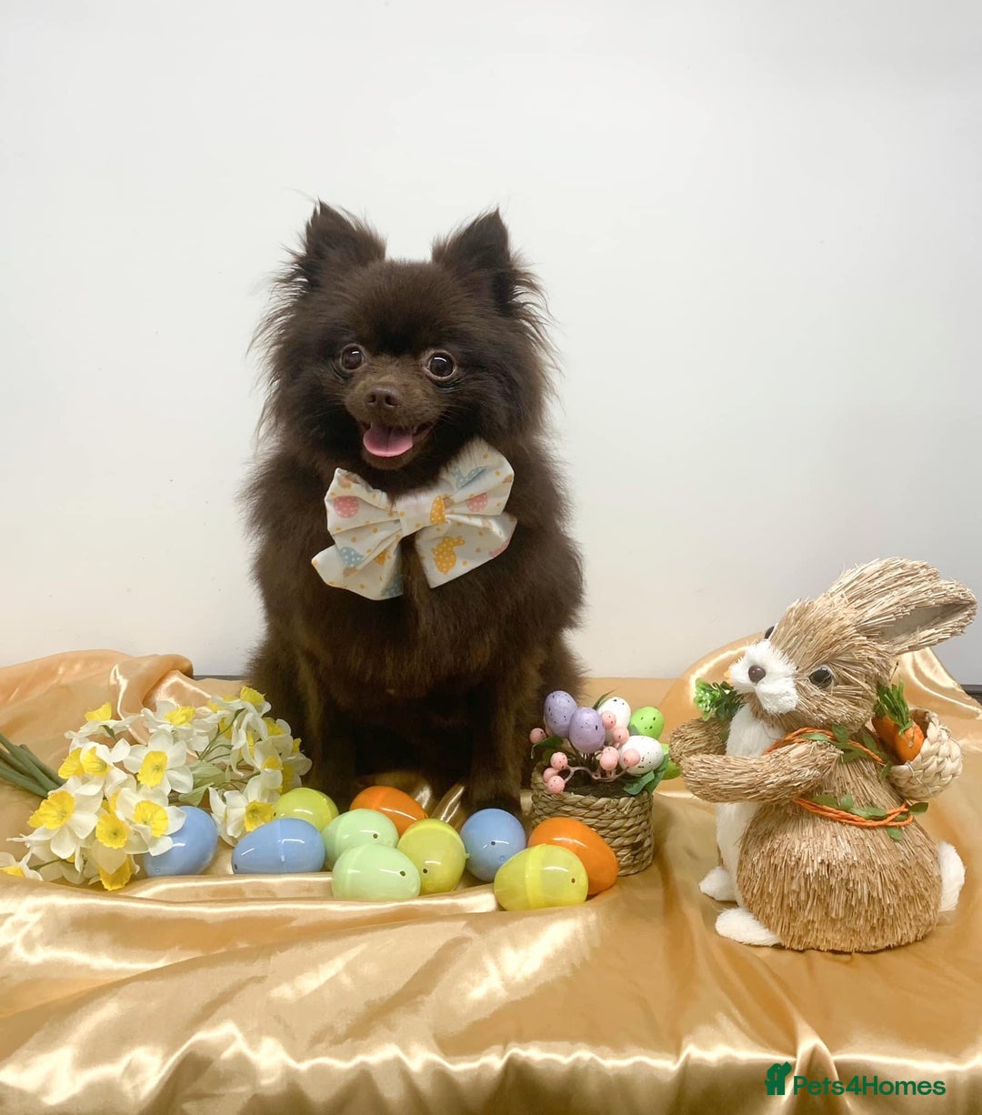 Pomeranian dogs for sale: Fluffy Pomeranian puppy’s MERLE & CHOCOLATE - Advert 2